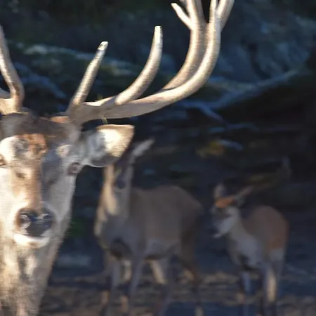 Landgraf Bed & Breakfast